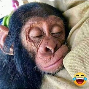 Meet your Posher, Elisha